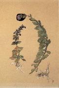 Hans Weiditz Sedum Telephium oil painting